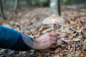 Man (not recognizable) with his hand picking parasol mushroom surrounded by leaves in the forest