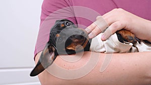 Man nurses, cradles and strokes sleepy dachshund puppy lying in his arms. Cute baby dog is tired of playing all day so