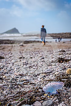 Man O` War photo