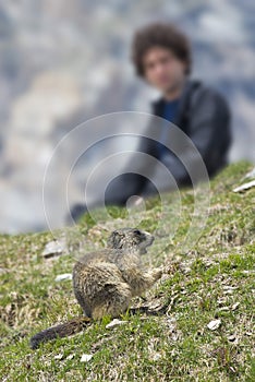 Man observing ground hog marmot