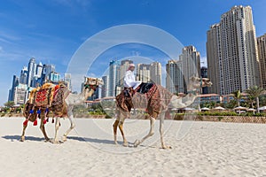 Man offering camel ride on Jumeirah beach, Dubai, United Arab Emirates.