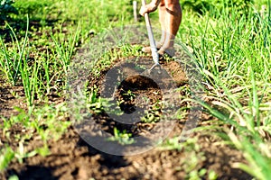 Man in an Onion Garden Gardening with a Hoe