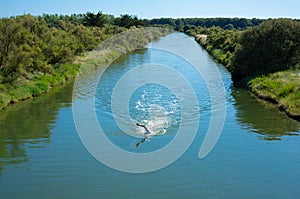 Man open water swimming front crawling a river in Vendee France