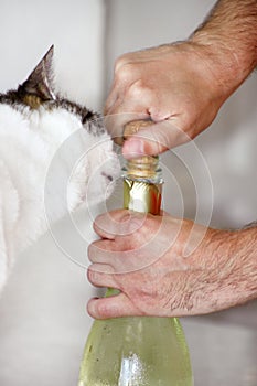 Man is opening a bottle of champagne. Waiter opens a bottle of wine. Man hands open bottle of champagne alcohol and wine drink.