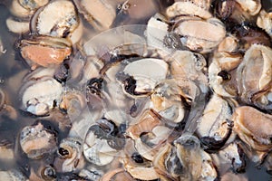 Man opens mussel shells