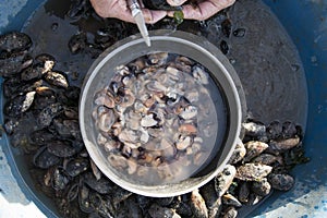 Man opens mussel shells