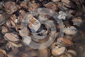 Man opens mussel shells