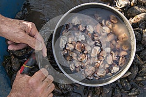 Man opens mussel shells