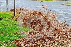 Man operating a heavy duty leaf blower: the leaves are being swirled up and glow in the pleasant sunlight photo