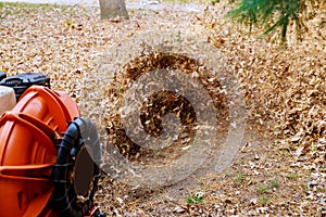 Man operating a heavy duty leaf blower: the leaves up and glow in the pleasant sunlight