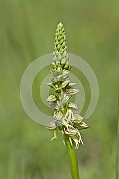 Man Orchid