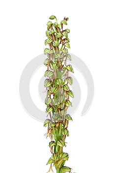 Man Orchid - Aceras anthropophorum