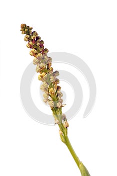 Man Orchid - Aceras anthropophorum