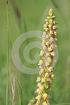 Man orchid bloom in mediterranean meadow