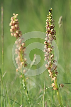 Man orchid bloom in mediterranean meadow