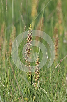 Man orchid bloom in mediterranean meadow