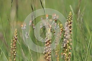 Man orchid bloom in mediterranean meadow