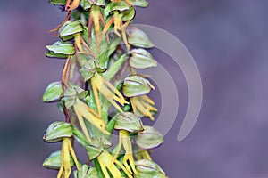 The man orchid flowers (Orchis anthropophora or Aceras anthropophorum)