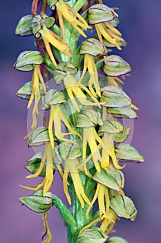 The man orchid flowers (Orchis anthropophora or Aceras anthropophorum) photo