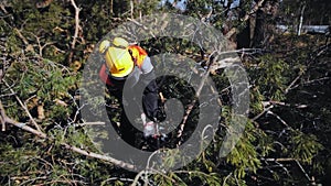 A man in overalls sawing off branches near a tree lying on the ground