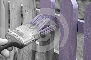 Man painting a wooden picket fence with purple wood stain and brush in a garden.