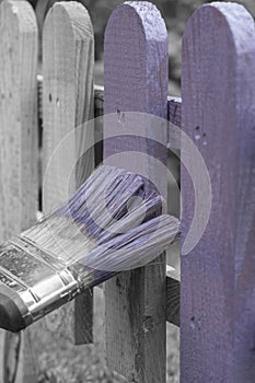 Man painting a wooden picket fence with purple wood stain and brush in a garden.