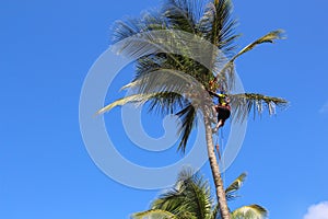 Man in palm tree, Guadeloupe