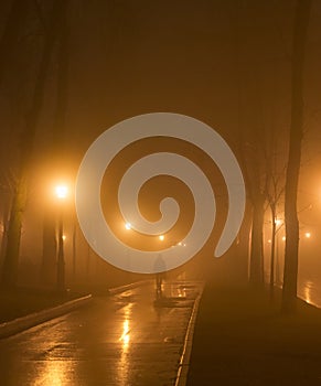 man park fog mist night