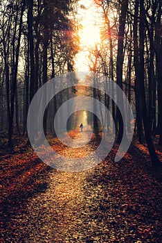 Man on a path in a moody forest