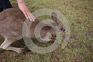 A man patting a baby kangaroo