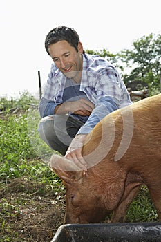 Man Patting Pig In Sty