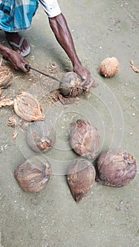 Man peeling coconut
