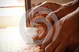 man peeling coconut