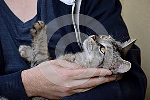 Man pets his grey tabby cat after taking her home from the shelter