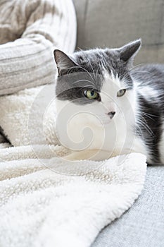 Man petting a black and white cat