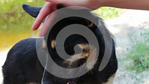 Man petting dog on the beach