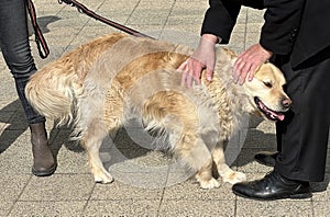 A man is petting a golden retriver dog on the street