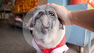Man Petting with Hand Cute Pug Dog In Funny New Year Santa Suit. 4K.