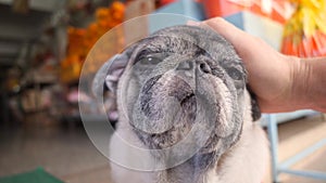 Man Petting with Hand Cute Pug Dog In Funny New Year Santa Suit. 4K.