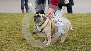 Man petting nice wrinkly pug wearing fancy canine accessories, dog's fashion