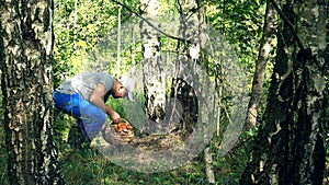 Man pick mushroom and put it in basket near birch tree trunk