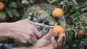 Man picked tangerines from the branches