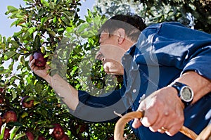 Man picking apples