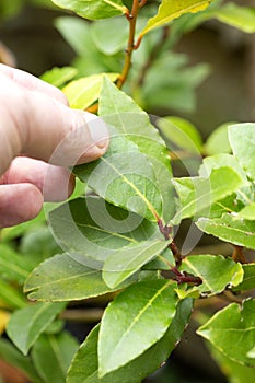 Man picking a bay leaf from a laurel bay tree, Laurus nobilis. photo
