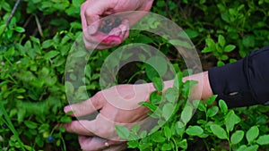 Man picking berries, process of collecting harvesting into glass jar in the forest. Bush of ripe wild blackberry in