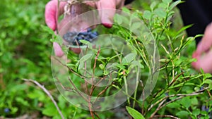 Man picking berries, process of collecting harvesting into glass jar in the forest. Bush of ripe wild blackberry in