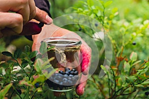 Man picking berries, process of collecting harvesting into glass jar in the forest. Bush of ripe wild blackberry in