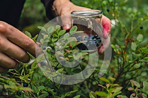 Man picking berries, process of collecting harvesting into glass jar in the forest. Bush of ripe wild blackberry in