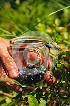 Man picking berries, process of collecting harvesting into glass jar in the forest. Bush of ripe wild blackberry in