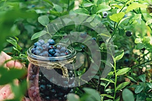 Man picking berries, process of collecting harvesting into glass jar in the forest. Bush of ripe wild blackberry in